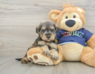 8 week old Mini Schnoodle Puppy For Sale - Simply Southern Pups