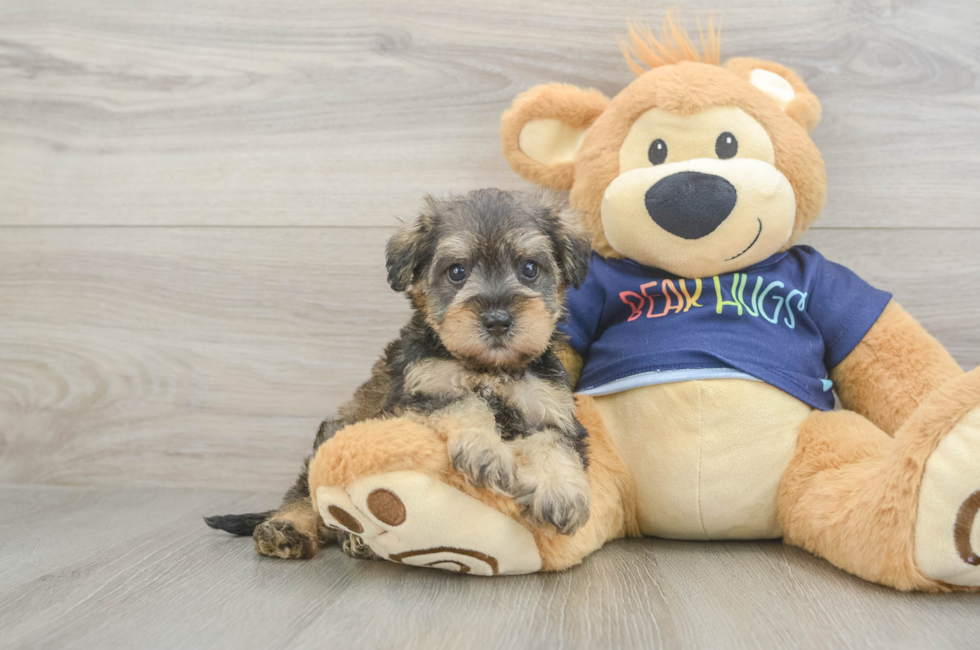 5 week old Mini Schnoodle Puppy For Sale - Simply Southern Pups