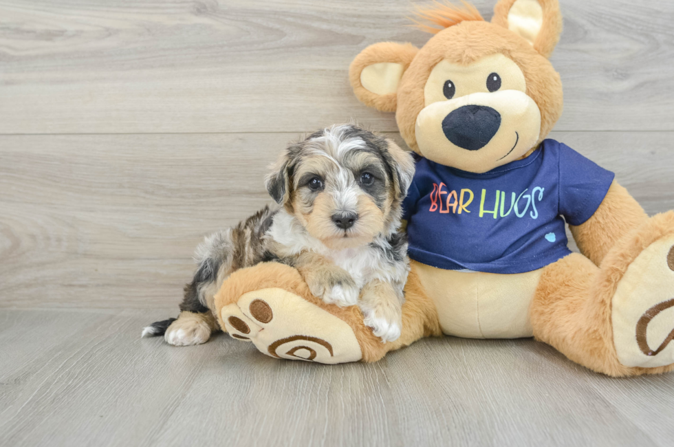 6 week old Mini Schnoodle Puppy For Sale - Simply Southern Pups