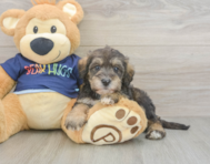 9 week old Mini Schnoodle Puppy For Sale - Simply Southern Pups