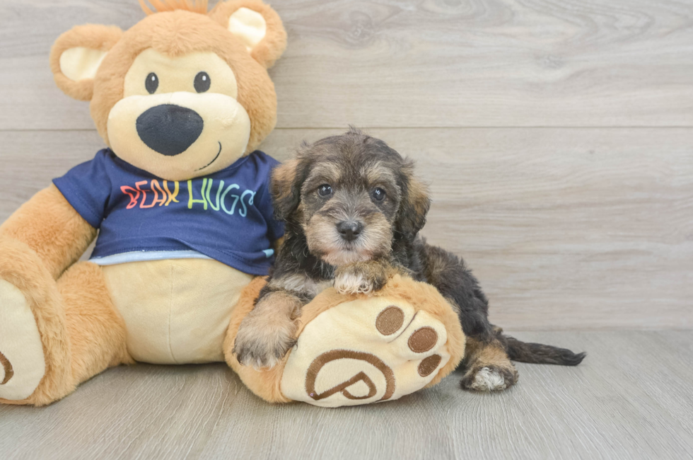 5 week old Mini Schnoodle Puppy For Sale - Simply Southern Pups