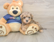 5 week old Mini Schnoodle Puppy For Sale - Simply Southern Pups