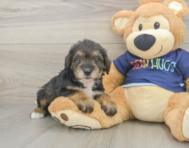9 week old Mini Schnoodle Puppy For Sale - Simply Southern Pups