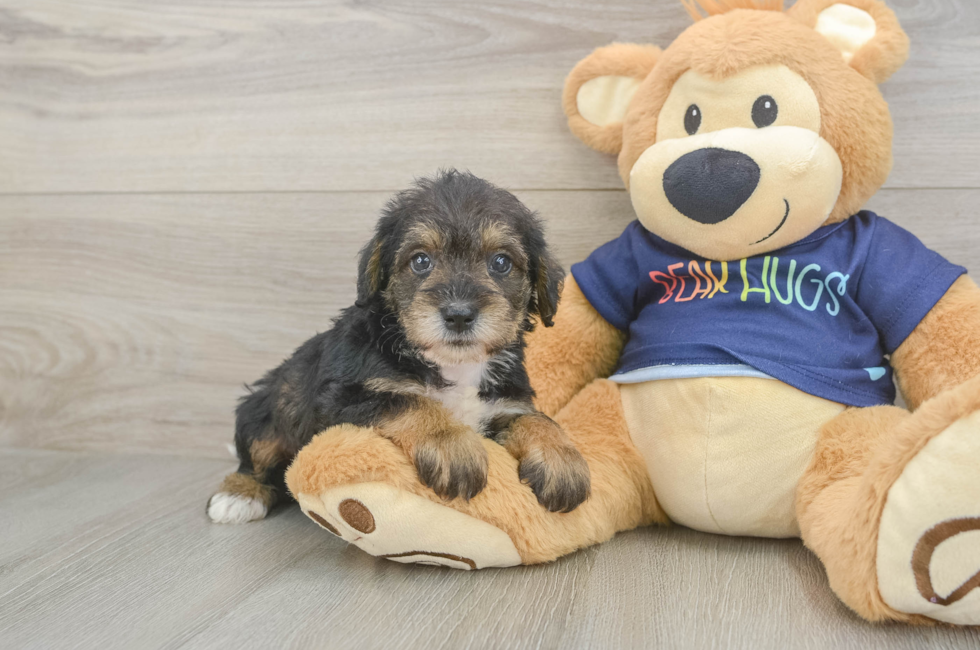 5 week old Mini Schnoodle Puppy For Sale - Simply Southern Pups