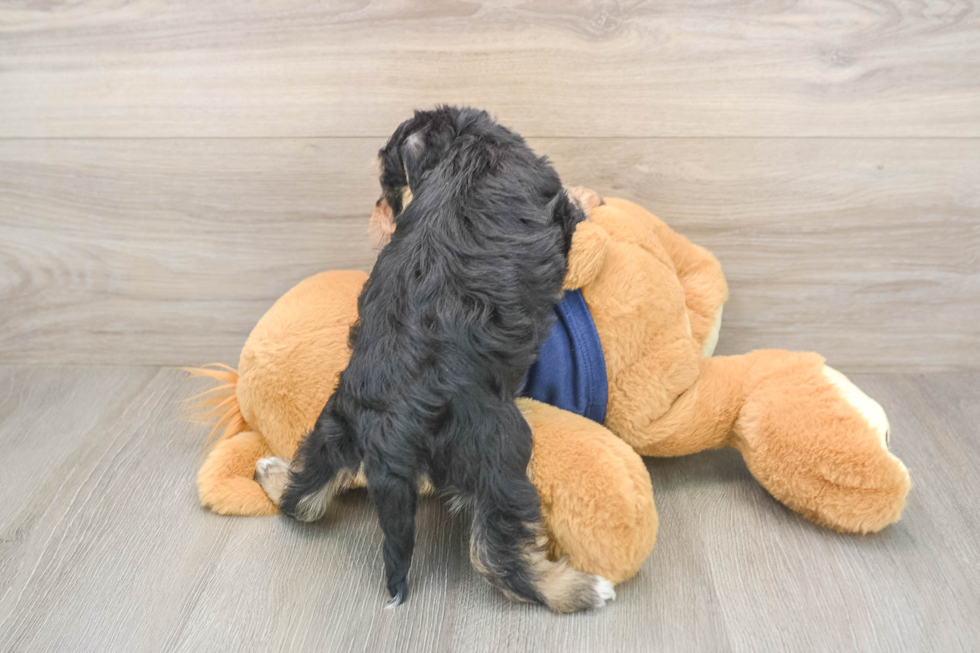 Cute Mini Schnoodle Poodle Mix Puppy