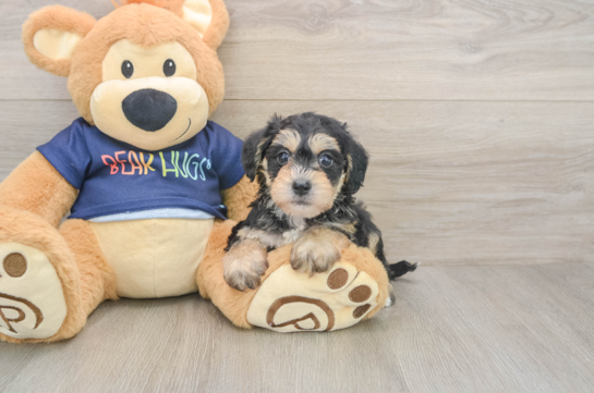 Cute Mini Schnoodle Poodle Mix Pup
