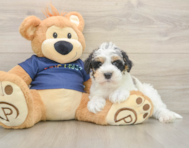 5 week old Mini Schnoodle Puppy For Sale - Simply Southern Pups