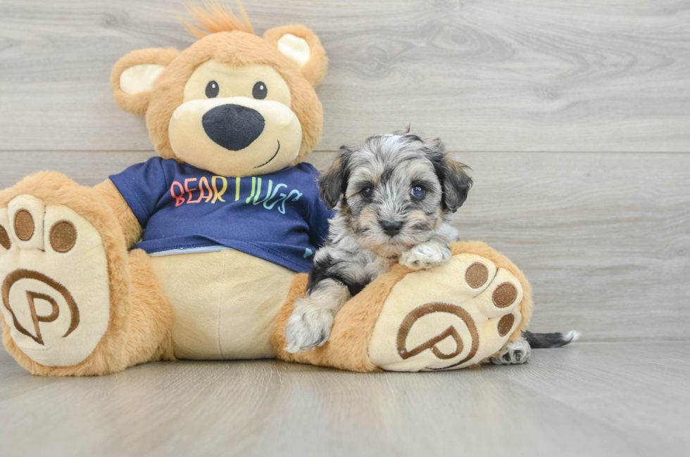 6 week old Mini Schnoodle Puppy For Sale - Simply Southern Pups