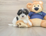 5 week old Mini Schnoodle Puppy For Sale - Simply Southern Pups