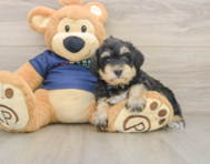 5 week old Mini Schnoodle Puppy For Sale - Simply Southern Pups