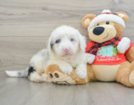 5 week old Mini Sheepadoodle Puppy For Sale - Simply Southern Pups