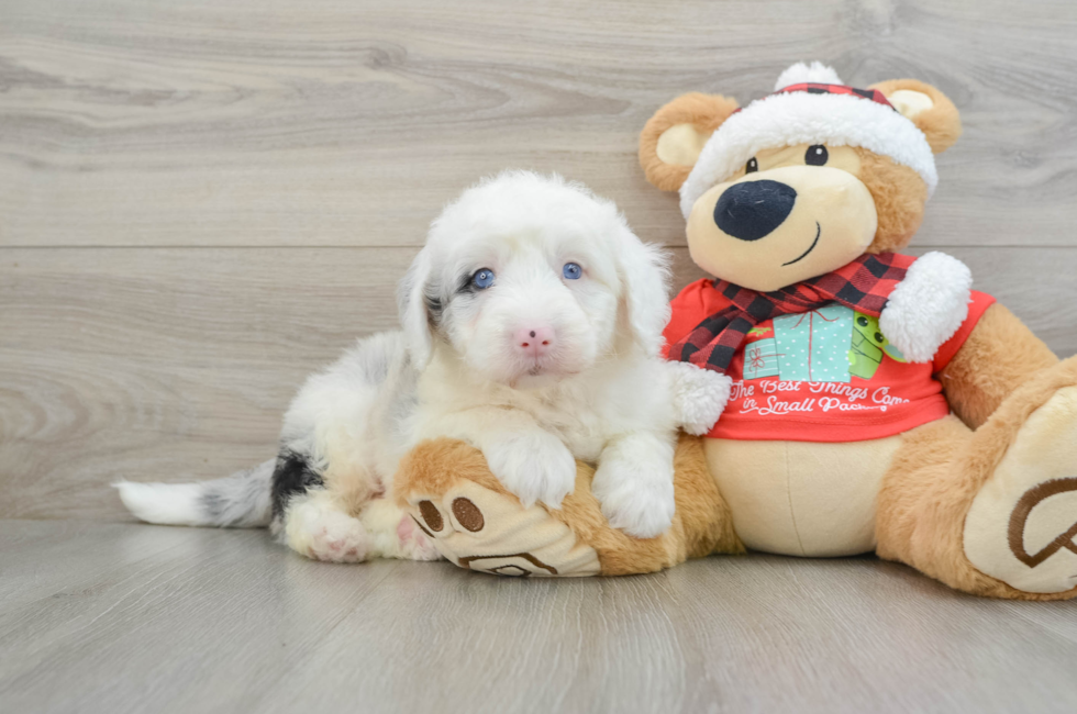 5 week old Mini Sheepadoodle Puppy For Sale - Simply Southern Pups