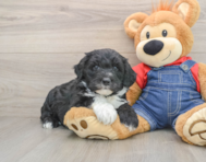 5 week old Mini Sheepadoodle Puppy For Sale - Simply Southern Pups