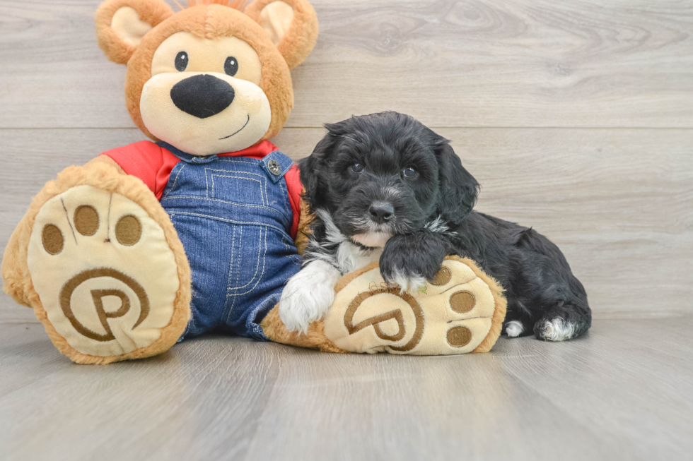 Playful Sheepdoodle Poodle Mix Puppy