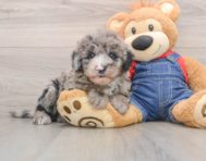 5 week old Mini Sheepadoodle Puppy For Sale - Simply Southern Pups