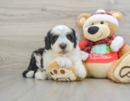 5 week old Mini Sheepadoodle Puppy For Sale - Simply Southern Pups