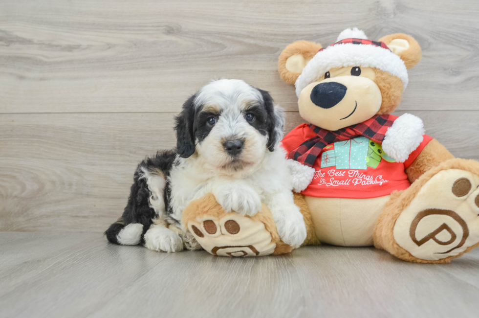 5 week old Mini Sheepadoodle Puppy For Sale - Simply Southern Pups