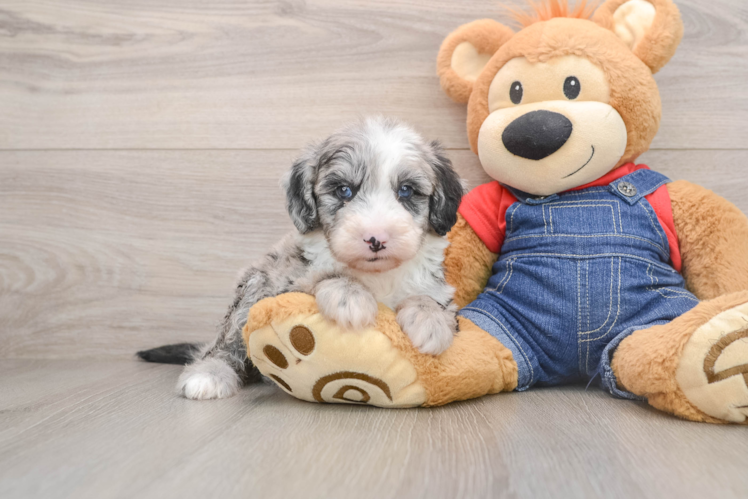 Smart Mini Sheepadoodle Poodle Mix Pup
