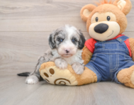 5 week old Mini Sheepadoodle Puppy For Sale - Simply Southern Pups