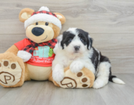 5 week old Mini Sheepadoodle Puppy For Sale - Simply Southern Pups