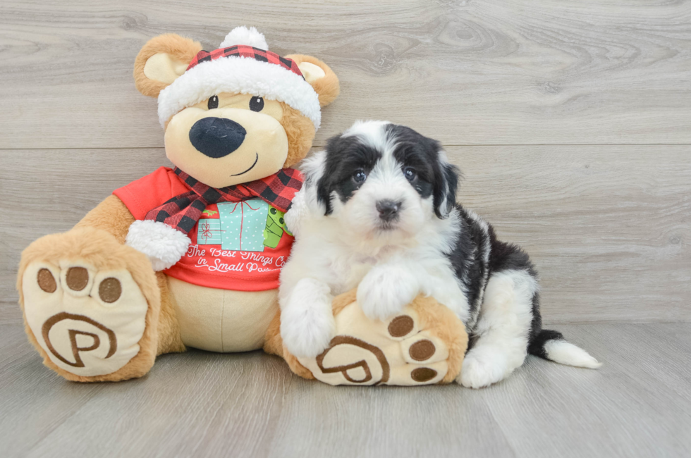 5 week old Mini Sheepadoodle Puppy For Sale - Simply Southern Pups