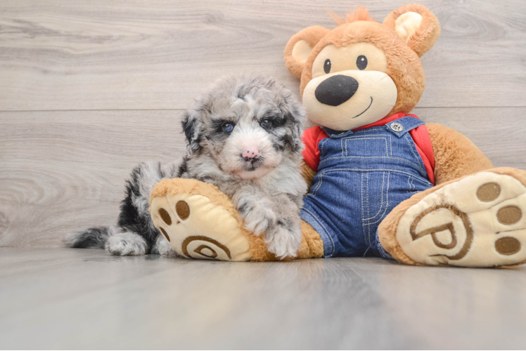 Adorable Sheep a Poo Poodle Mix Puppy