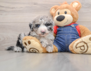 6 week old Mini Sheepadoodle Puppy For Sale - Simply Southern Pups