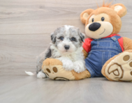 7 week old Mini Sheepadoodle Puppy For Sale - Simply Southern Pups