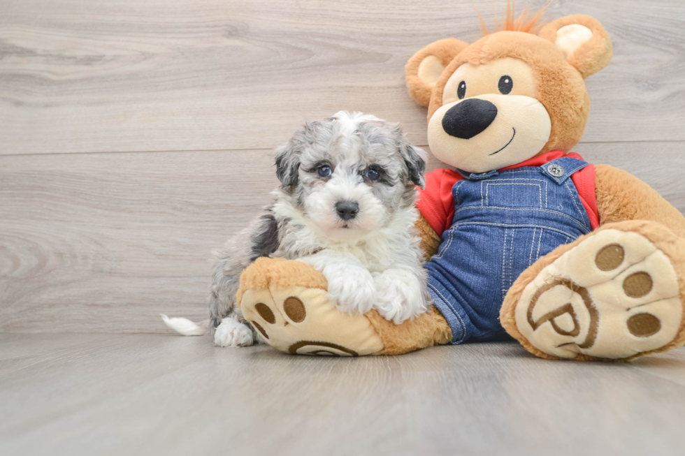 Mini Sheepadoodle Puppy for Adoption