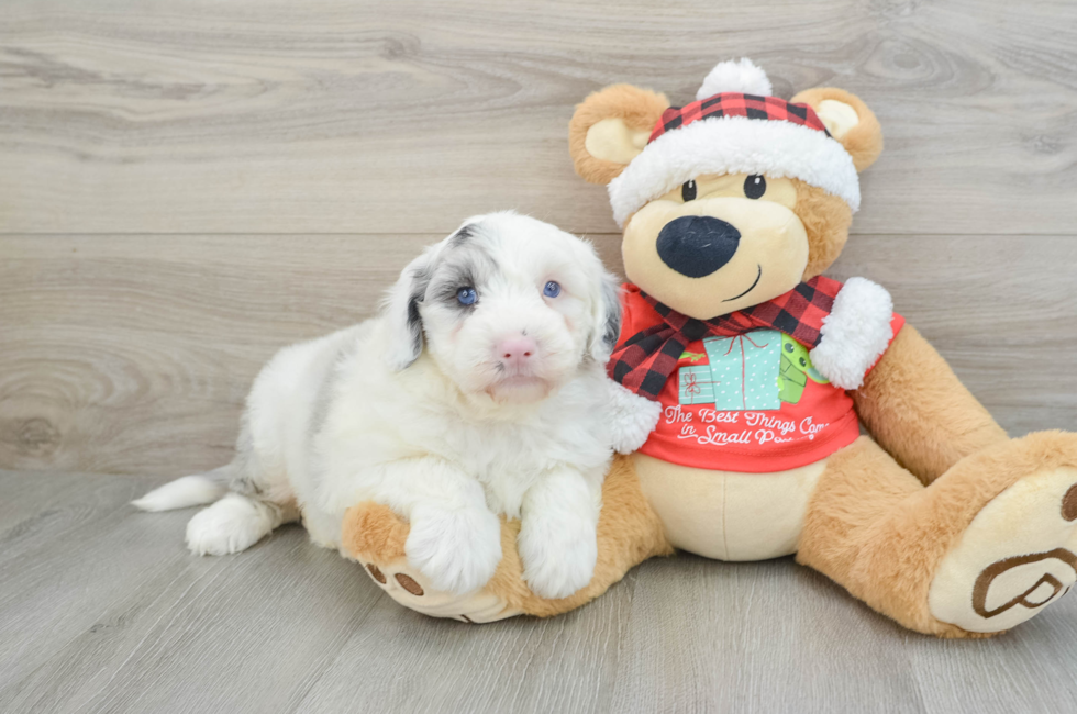 5 week old Mini Sheepadoodle Puppy For Sale - Simply Southern Pups