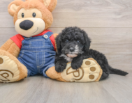 6 week old Mini Sheepadoodle Puppy For Sale - Simply Southern Pups