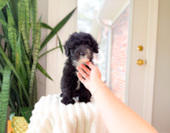 8 week old Mini Sheepadoodle Puppy For Sale - Simply Southern Pups