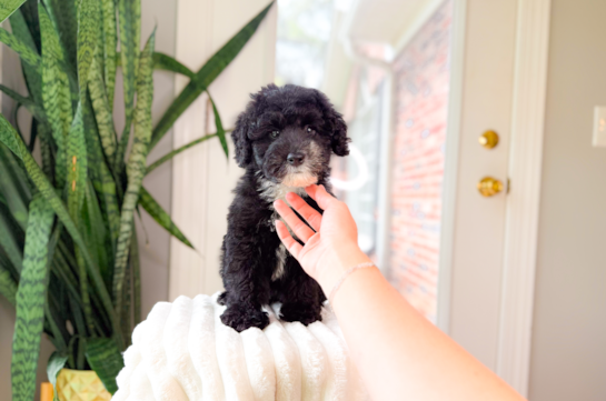 Best Mini Sheepadoodle Baby