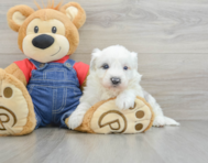 5 week old Mini Sheepadoodle Puppy For Sale - Simply Southern Pups