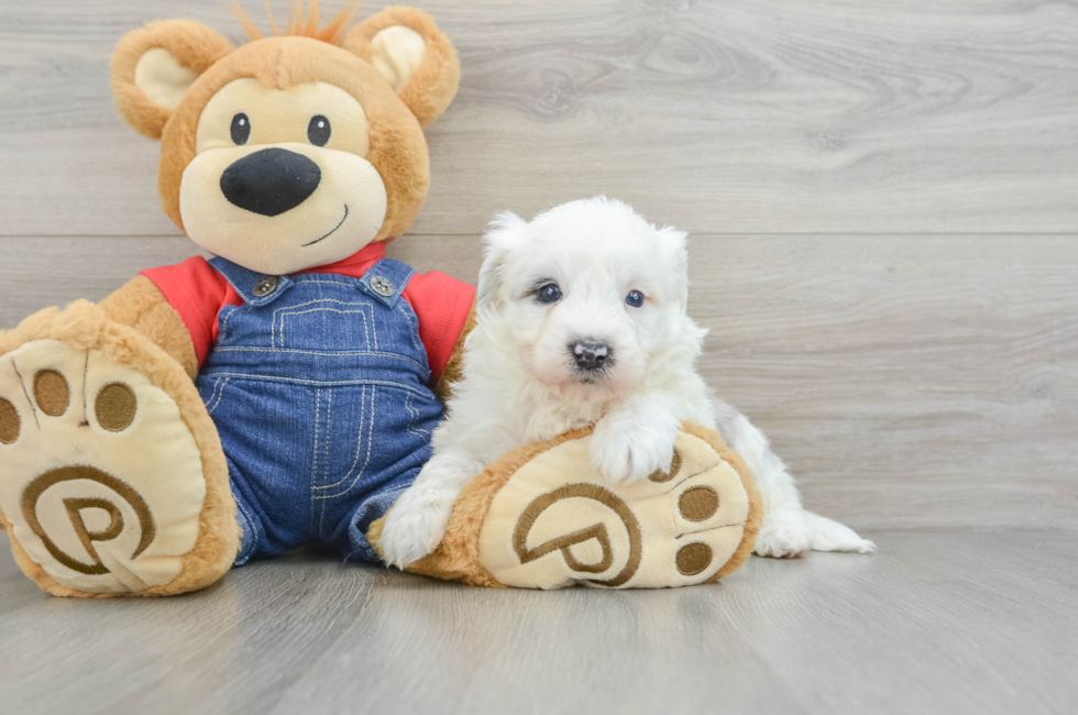 5 week old Mini Sheepadoodle Puppy For Sale - Simply Southern Pups