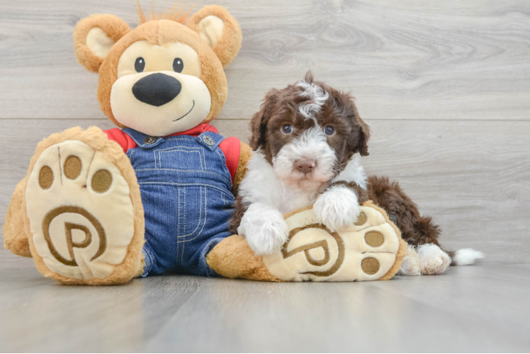 Popular Mini Sheepadoodle Poodle Mix Pup
