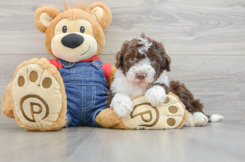 7 week old Mini Sheepadoodle Puppy For Sale - Simply Southern Pups
