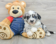 6 week old Mini Sheepadoodle Puppy For Sale - Simply Southern Pups