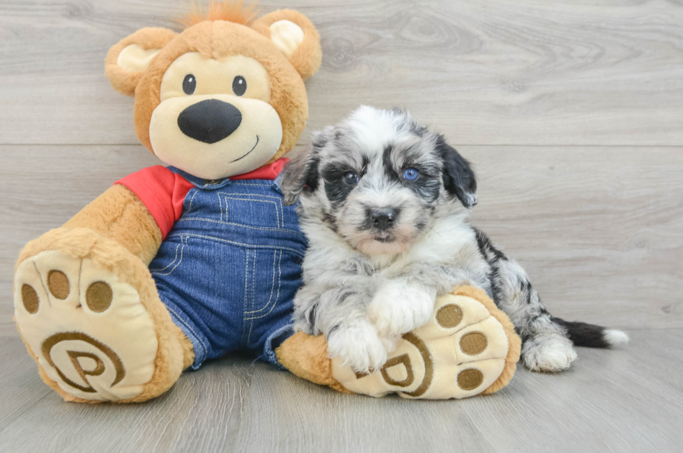 6 week old Mini Sheepadoodle Puppy For Sale - Simply Southern Pups