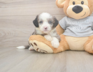 5 week old Mini Sheepadoodle Puppy For Sale - Simply Southern Pups