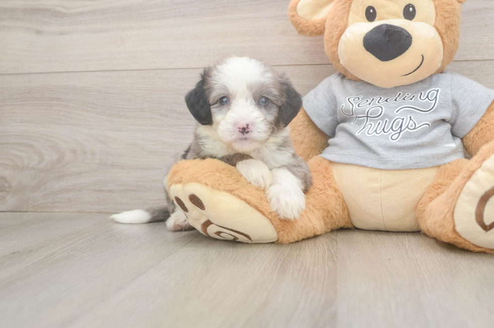5 week old Mini Sheepadoodle Puppy For Sale - Simply Southern Pups