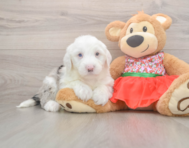 5 week old Mini Sheepadoodle Puppy For Sale - Simply Southern Pups