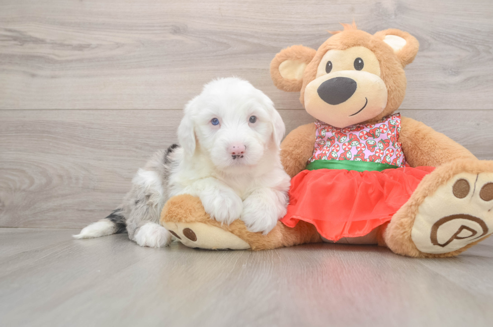 5 week old Mini Sheepadoodle Puppy For Sale - Simply Southern Pups