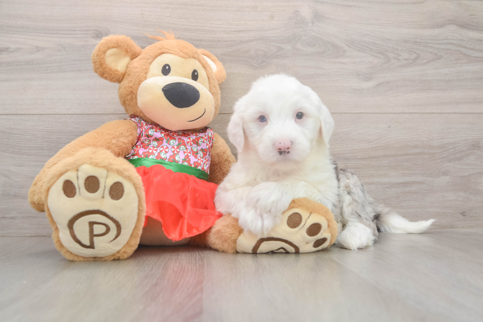 Mini Sheepadoodle Pup Being Cute