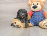 5 week old Mini Sheepadoodle Puppy For Sale - Simply Southern Pups