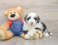 5 week old Mini Sheepadoodle Puppy For Sale - Simply Southern Pups