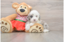 Mini Sheepadoodle Pup Being Cute