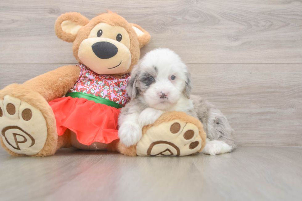 Mini Sheepadoodle Pup Being Cute