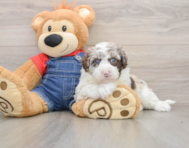 5 week old Mini Sheepadoodle Puppy For Sale - Simply Southern Pups