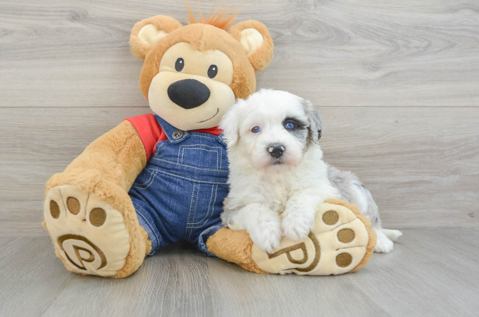 5 week old Mini Sheepadoodle Puppy For Sale - Simply Southern Pups